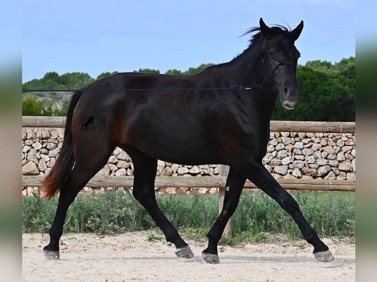 Menorquiner Stute 3 Jahre 159 cm Rappe in Menorca