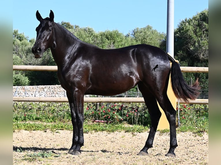 Menorquiner Stute 3 Jahre 160 cm in Menorca
