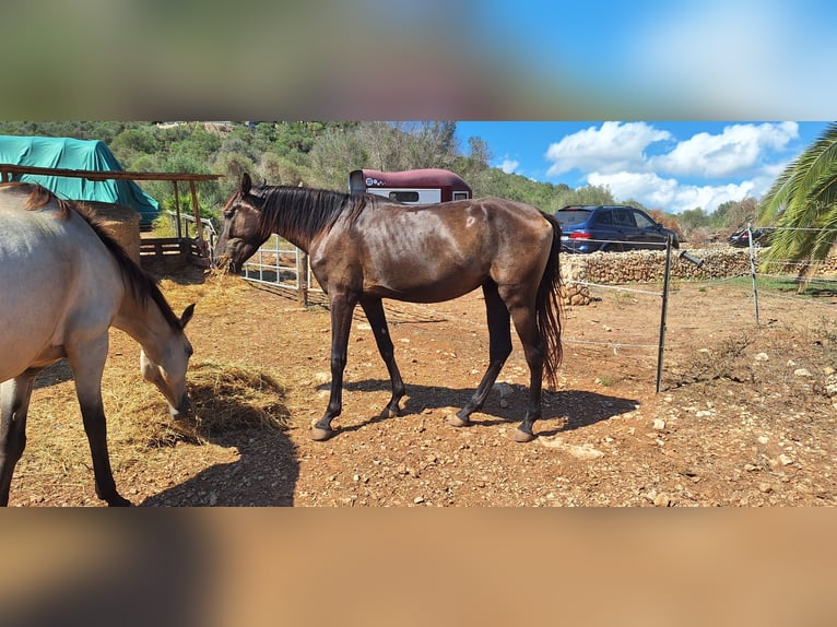 Menorquiner Stute 3 Jahre 160 cm Rappe in Manacor
