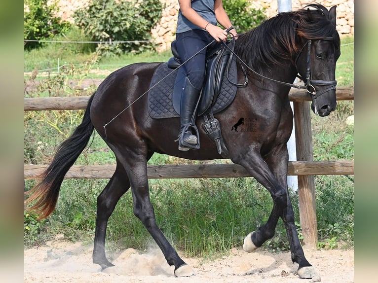 Menorquiner Stute 3 Jahre 161 cm Rappe in Menorca