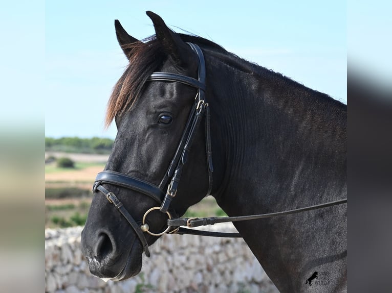 Menorquiner Stute 3 Jahre 161 cm Rappe in Menorca