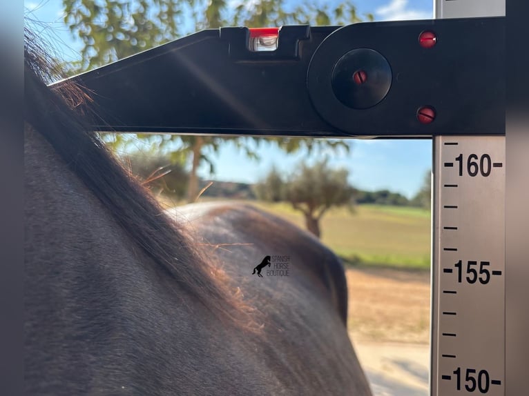 Menorquiner Stute 3 Jahre 161 cm Rappe in Menorca