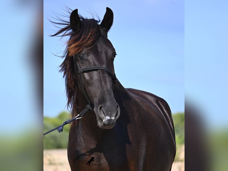 Menorquiner Stute 3 Jahre 161 cm Rappe in Menorca