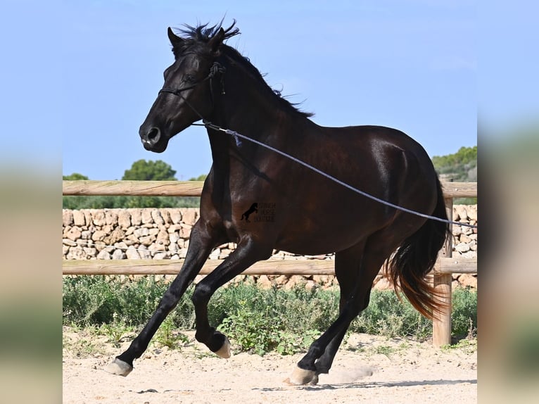 Menorquiner Stute 3 Jahre 161 cm Rappe in Menorca