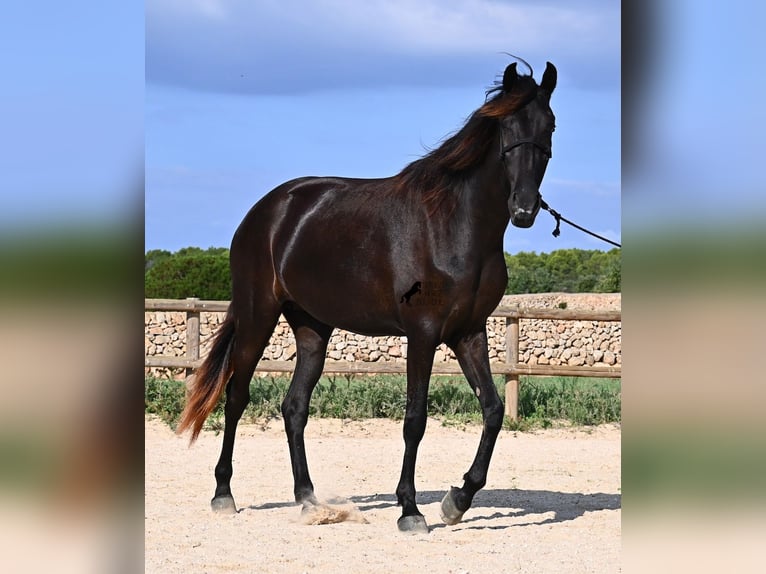 Menorquiner Stute 3 Jahre 161 cm Rappe in Menorca