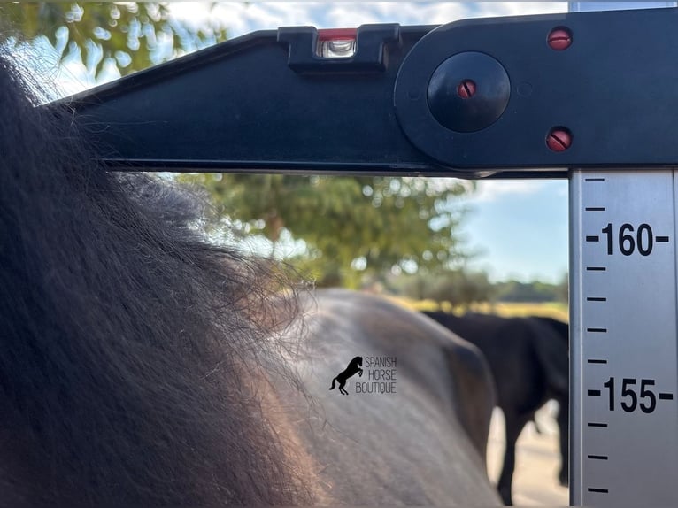 Menorquiner Stute 3 Jahre 162 cm Rappe in Menorca