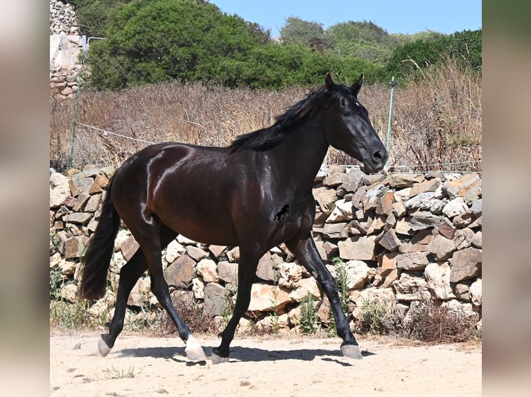 Menorquiner Stute 3 Jahre 162 cm Rappe in Menorca