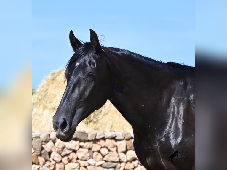 Menorquiner Stute 3 Jahre 162 cm Rappe in Menorca