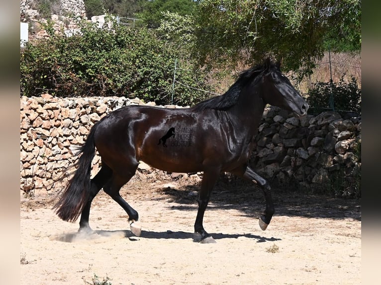 Menorquiner Stute 3 Jahre 162 cm Rappe in Menorca