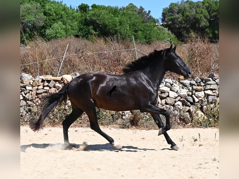 Menorquiner Stute 3 Jahre 162 cm Rappe in Menorca