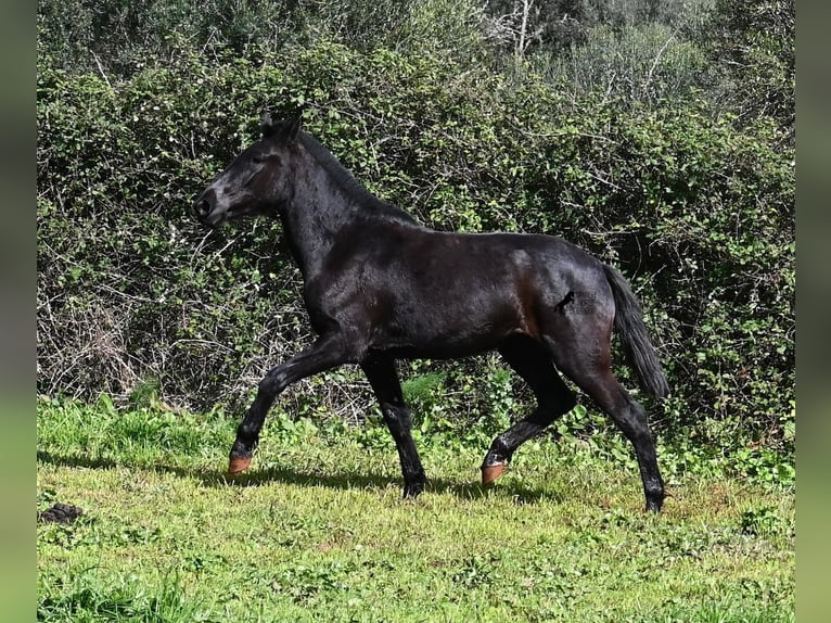 Menorquiner Stute 3 Jahre 163 cm Rappe in Menorca