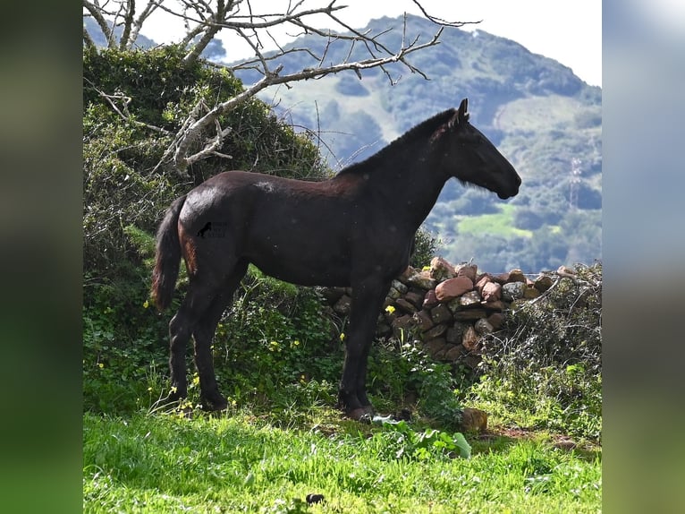 Menorquiner Stute 3 Jahre 163 cm Rappe in Menorca