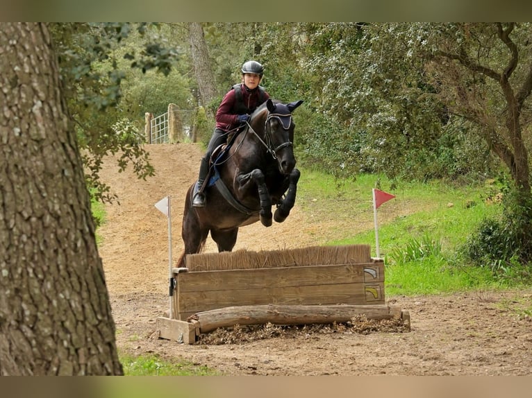 Menorquiner Stute 3 Jahre 165 cm Rappe in Laroque