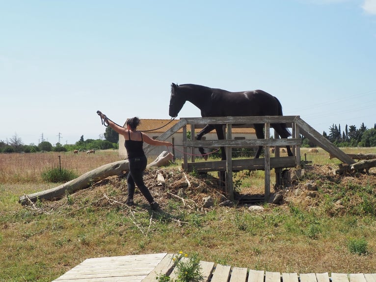 Menorquiner Stute 3 Jahre 165 cm Rappe in Laroque