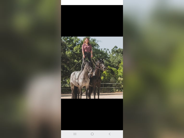 Menorquiner Stute 3 Jahre 165 cm Rappe in Laroque