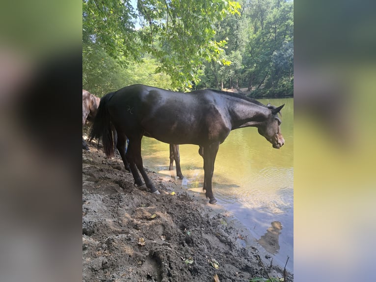 Menorquiner Stute 3 Jahre 165 cm Rappe in Laroque
