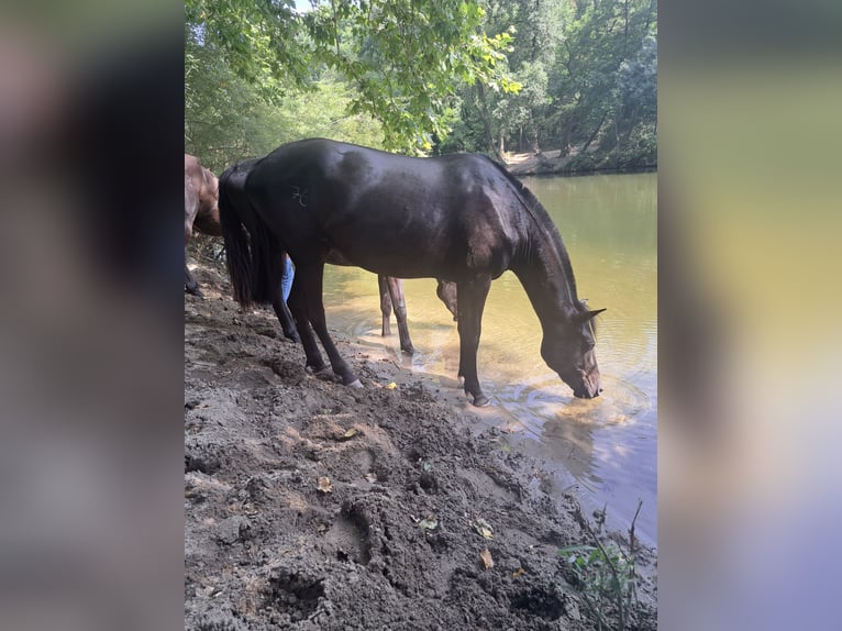Menorquiner Stute 3 Jahre 165 cm Rappe in Laroque
