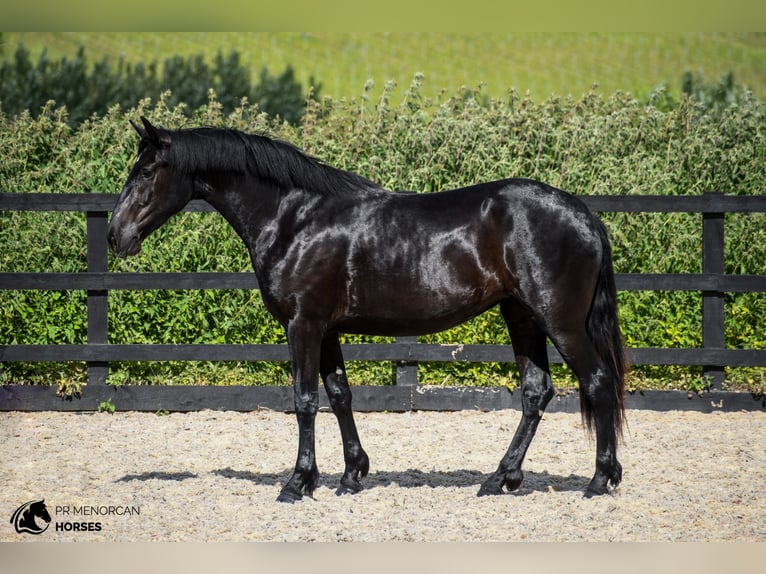 Menorquiner Stute 3 Jahre 165 cm Rappe in Kent