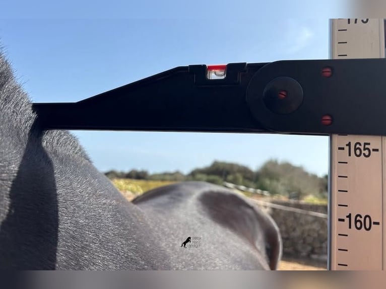 Menorquiner Stute 3 Jahre 166 cm Rappe in Menorca
