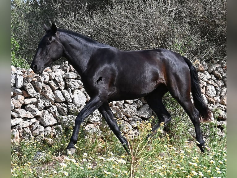 Menorquiner Stute 3 Jahre 166 cm Rappe in Menorca