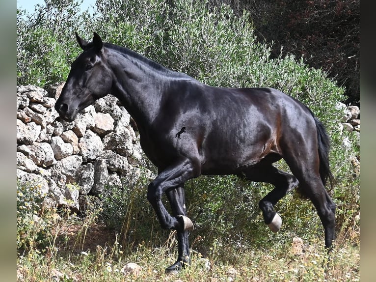 Menorquiner Stute 3 Jahre 166 cm Rappe in Menorca