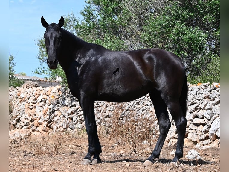Menorquiner Stute 3 Jahre 166 cm Rappe in Menorca