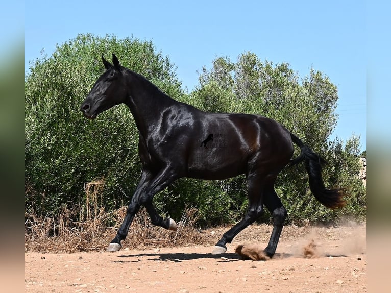 Menorquiner Stute 3 Jahre 166 cm Rappe in Menorca