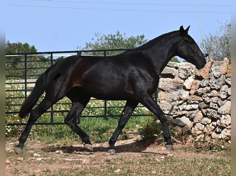 Menorquiner Stute 3 Jahre 166 cm Rappe in Menorca