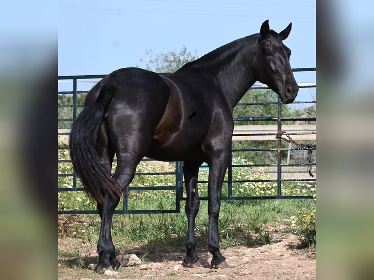 Menorquiner Stute 3 Jahre 166 cm Rappe in Menorca