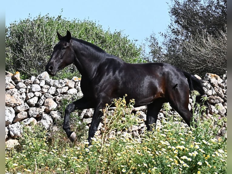 Menorquiner Stute 3 Jahre 166 cm Rappe in Menorca