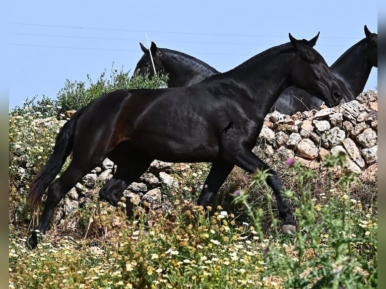 Menorquiner Stute 3 Jahre 166 cm Rappe in Menorca