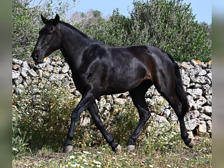 Menorquiner Stute 3 Jahre 166 cm Rappe in Menorca