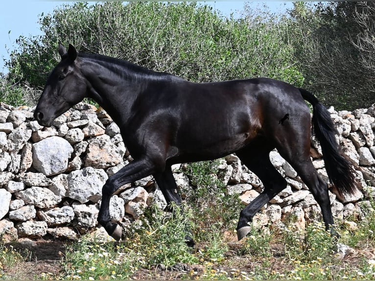 Menorquiner Stute 3 Jahre 166 cm Rappe in Menorca