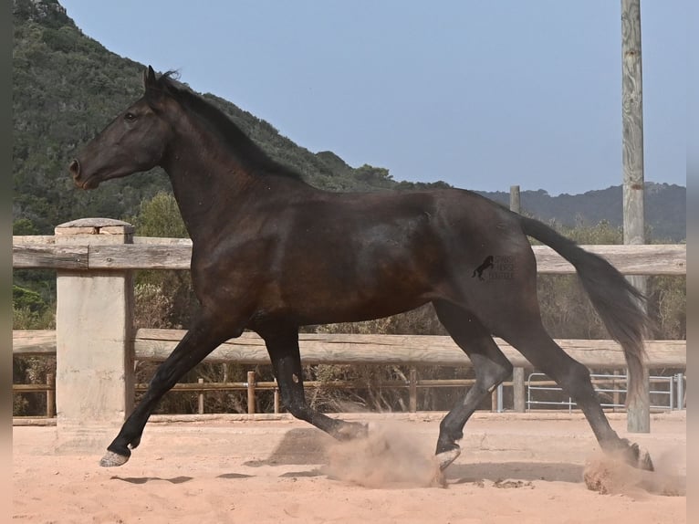 Menorquiner Stute 3 Jahre 166 cm Rappe in Menorca