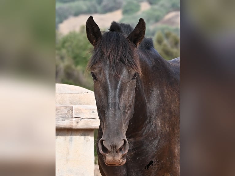 Menorquiner Stute 3 Jahre 166 cm Rappe in Menorca