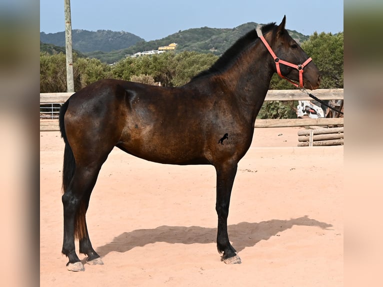 Menorquiner Stute 3 Jahre 166 cm Rappe in Menorca