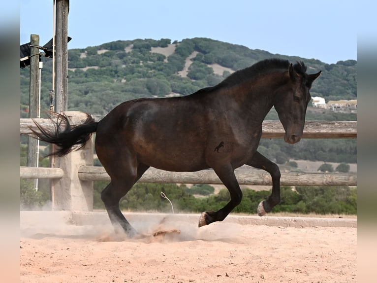 Menorquiner Stute 3 Jahre 166 cm Rappe in Menorca