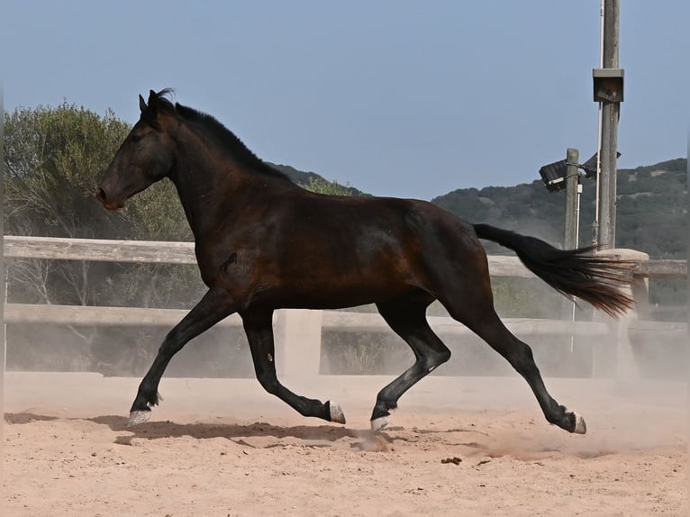 Menorquiner Stute 3 Jahre 166 cm Rappe in Menorca