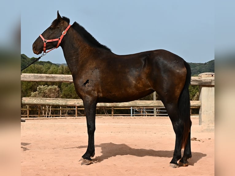 Menorquiner Stute 3 Jahre 166 cm Rappe in Menorca