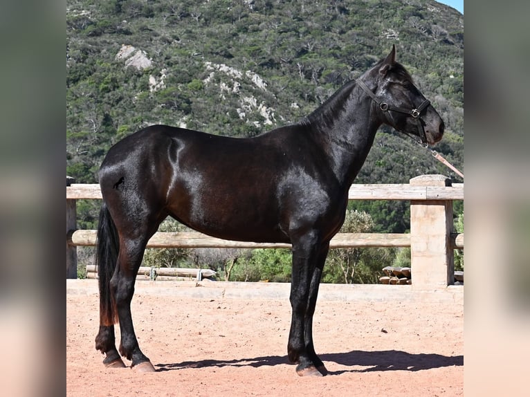 Menorquiner Stute 3 Jahre 167 cm Rappe in Menorca