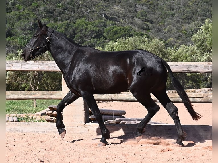 Menorquiner Stute 3 Jahre 167 cm Rappe in Menorca