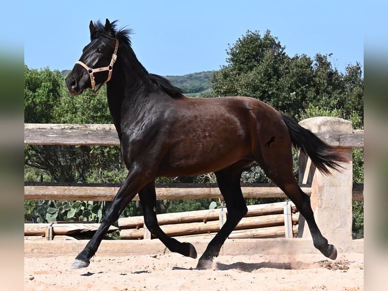 Menorquiner Stute 3 Jahre 169 cm Rappe in Menorca