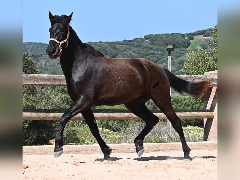 Menorquiner Stute 3 Jahre 169 cm Rappe in Menorca