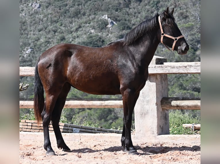 Menorquiner Stute 3 Jahre 169 cm Rappe in Menorca