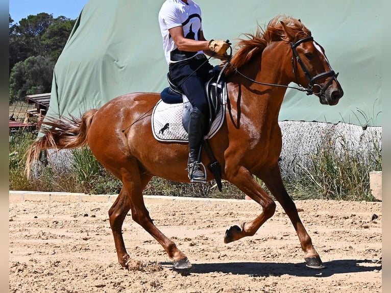 Menorquiner Stute 4 Jahre 155 cm Fuchs in Menorca