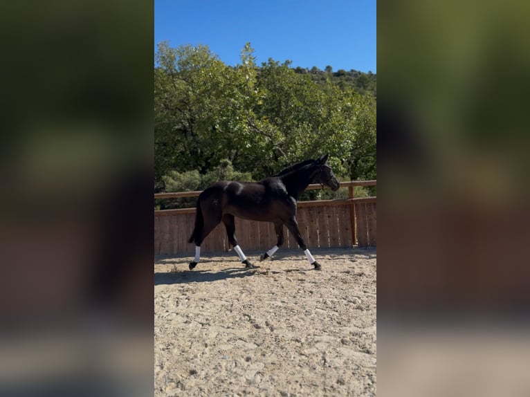 Menorquiner Stute 4 Jahre 159 cm Rappe in Saint-Clément-de-Rivière