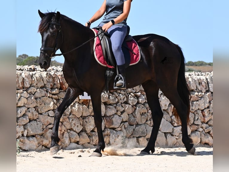 Menorquiner Stute 4 Jahre 161 cm Rappe in Menorca