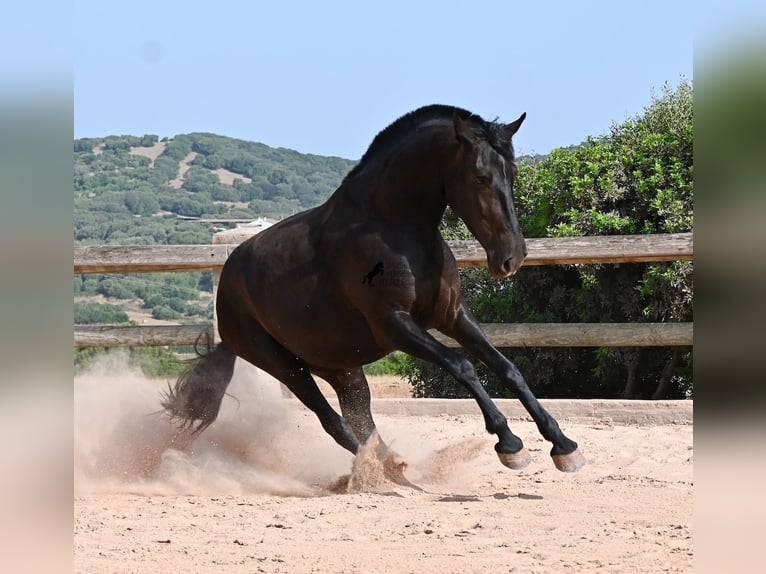 Menorquiner Stute 4 Jahre 161 cm Rappe in Menorca