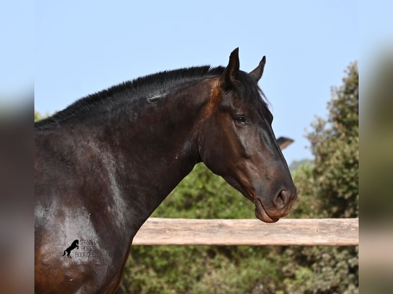 Menorquiner Stute 4 Jahre 161 cm Rappe in Menorca