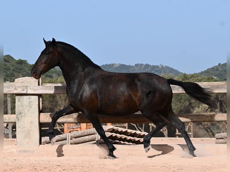 Menorquiner Stute 4 Jahre 161 cm Rappe in Menorca